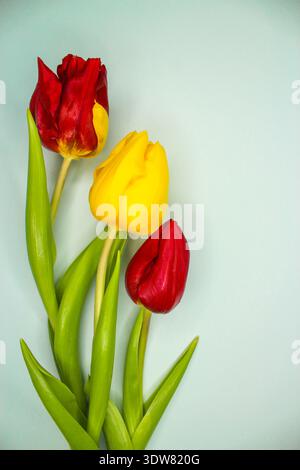 Spring tulip bouquet on the light blue background. Holiday greeting card concept. Copyspace for text. Stock Photo