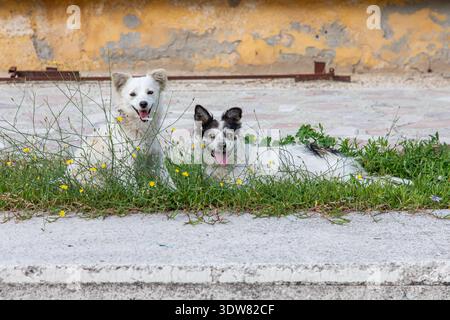 Happy looking feral dogs in Berat, Albania Stock Photo