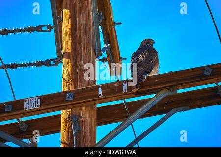 Falcon Perched on Wooden Telephone Pole Against Bright Blue Sky in Mojave Desert Stock Photo