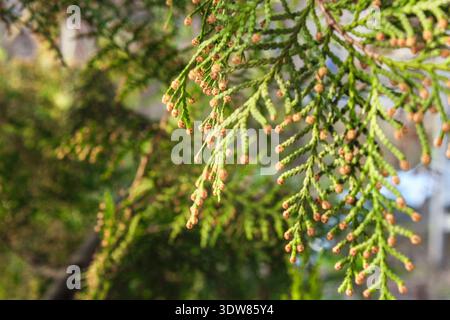Thuja branches background. Green coniferous branches close-up. Thuja hedge texture. Natural green background. Stock Photo