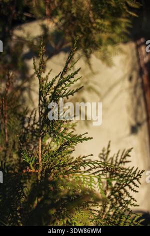 Thuja branches background. Green coniferous branches close-up. Thuja hedge texture. Decorative green bush background. Stock Photo