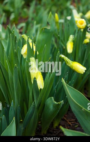 Beautiful daffodils bloom in the garden on a rainy spring day. The flower buds are covered with drops of water. Stock Photo