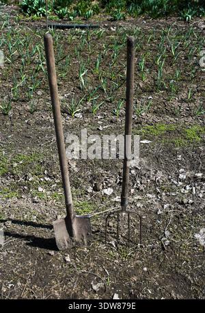 Stainless steel garden pitchfork and spade standing in the garden soil dirt while using the gardening shovel and fork equipment. Stock Photo