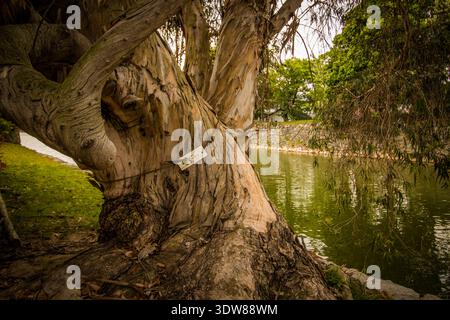 Gnarly and Twisted Atomic Bomb Survivor Tree by Hiroshima Castle's Moat in Fall, Hiroshima, Japan Stock Photo