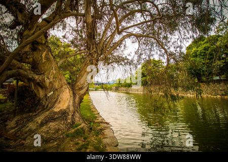 Gnarly and Twisted Atomic Bomb Survivor Tree by Hiroshima Castle's Moat in Fall, Hiroshima, Japan Stock Photo