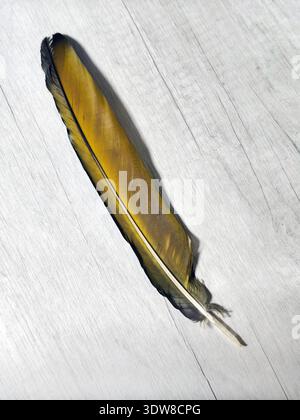 On a gray background lies one bird feather. A large yellow feather of a macaw parrot. Stock Photo