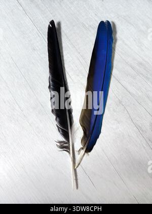 Two feathers lie on a gray background. The black feathers are those of a crow and a magpie, and the blue feathers of a macaw. Stock Photo