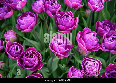 Top-down view of open double peony tulips in deep purple and pink, showing intricate layered petal structure against lush green leaves. Stock Photo