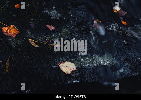 Orange and yellow autumn leaves resting on dark wet mossy rocks Stock Photo