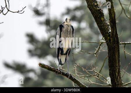 Gray Heron Sitting On A Tree In Winter Stock Photo