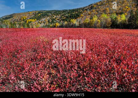 Blueberry field in full  brilliant autumn coloration in rural Nova Scotia, Canada. Stock Photo