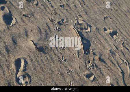 Wind-shaped sand ripples on beach at Caloundra, Queensland, Australia. Stock Photo