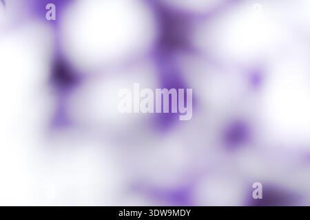 Soft blurred purple flowers creating dreamy abstract background with light. Stock Photo