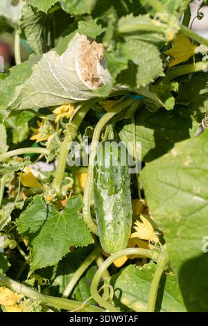 Cucumber growing on vine with visible leaf rust spots, signs of plant ...