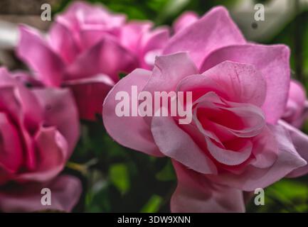 A pink artificial rose flower Stock Photo