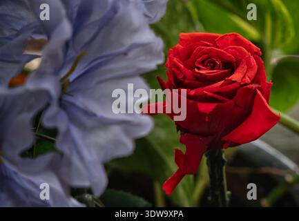 A beautiful blue artificial flower Stock Photo