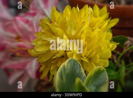 A yellow Chrysanthemum flower in a floral arrangement Stock Photo