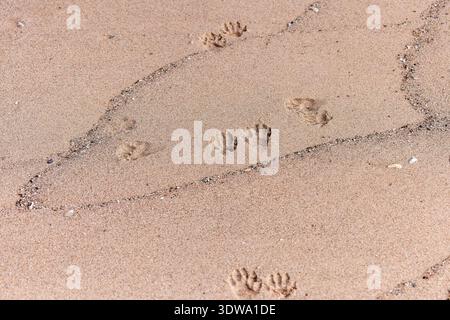 Raccoon footprints in the sand on the beach Stock Photo