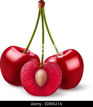 Isolated red cherries on one stem on white. Three sweet cherry fruits on one stem, one cut in half with a pit Stock Vector
