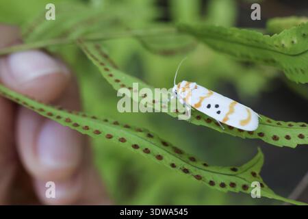 Tiny white ermine moth with black spot and yellow stripe rests on green fern leaf. person hand holds frond, showing delicate sense of discovery in nat Stock Photo