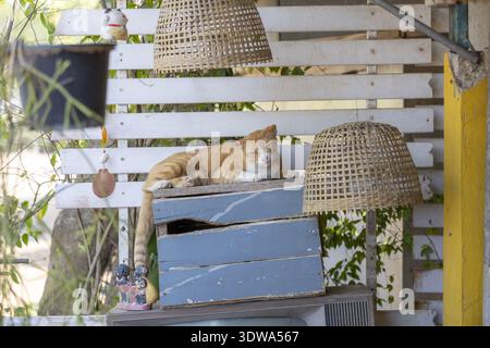 Sleepy ginger cat relaxing on blue wooden box in cozy patio setting. domestic feline rests peacefully under wicker lampshade with white fence backgrou Stock Photo
