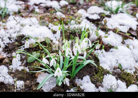 Snowdrops in garden. Beautiful blooming snowdrops growing in white snow Stock Photo