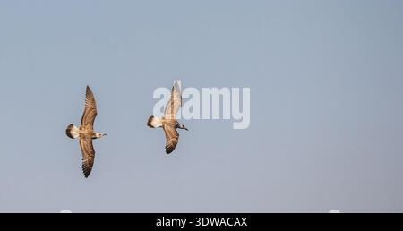 Two seagulls soaring in the clear blue sky, wings fully extended as they glide in synchronized flight. Stock Photo