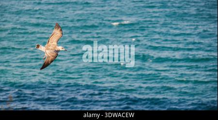 A juvenile seagull gliding gracefully over the open sea with its wings fully spread, flying close to the water surface. Stock Photo