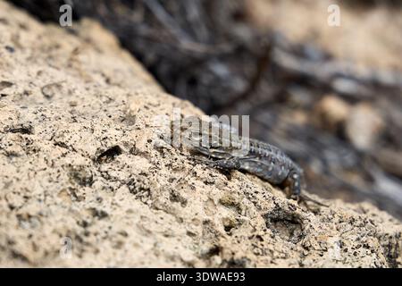 Wild Lizard Resting on Sunlit Rocky Surface Stock Photo