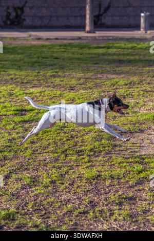 A fast Andalusian Rat Terrier dog runs at full speed through a grassy field on a sunny day. Stock Photo