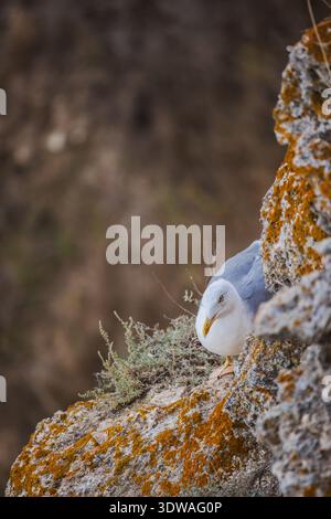 A seagull stands on a rocky cliff covered with orange moss, blending with the natural coastal environment. Stock Photo