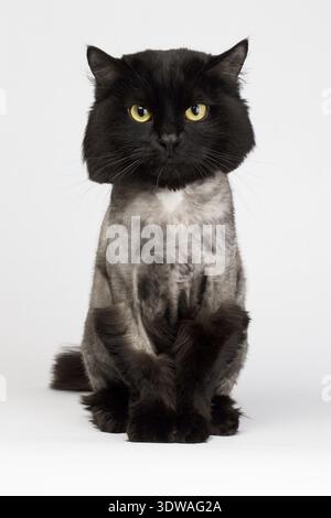 Shaved black cat isolated on white background Stock Photo