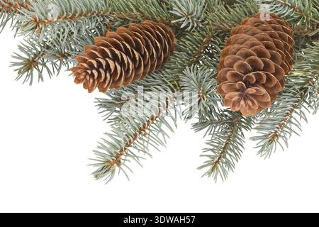 Fir tree branches with pinecones on white background Stock Photo