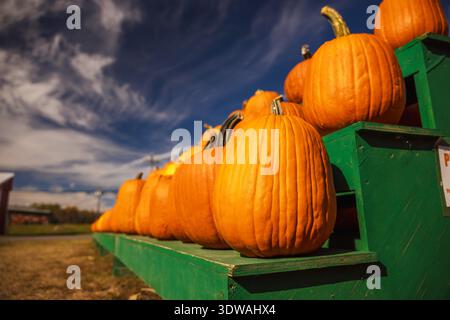 Large ripe pumpkins displayed on green wooden stands under a bright blue autumn sky, symbolizing harvest season Stock Photo