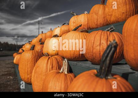Close-up of ripe orange pumpkins arranged in rows on green wooden stands against a dramatic autumn sky, symbolizing harvest and Halloween season. Stock Photo