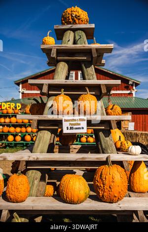 Clarence, New York, USA, October 11 2025: Decorative orange pumpkins with textured surfaces displayed on wooden shelves  Stock Photo