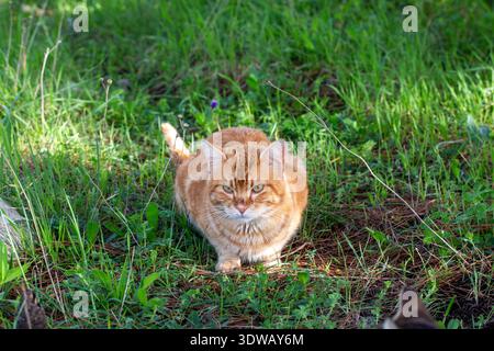 A yellow and orange tabby cat sitting on the grass in the garden. Stock Photo