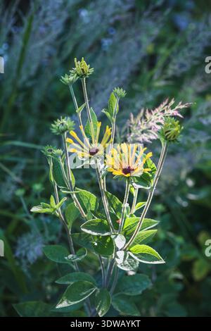 Close up of Rudbeckia subtomentosa 'Little Henry' with Calamagrostis brachytricha in the background Stock Photo