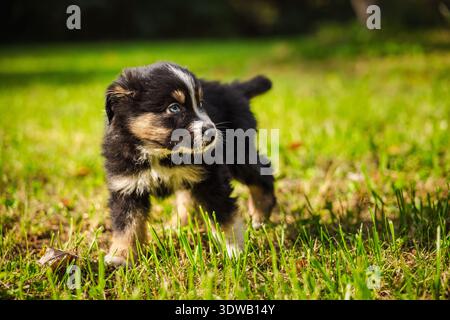 Australian Shepherd puppy standing on green grass outdoors on a sunny autumn day, looking curiously to the side Stock Photo