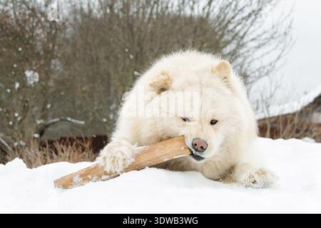 Beautiful fluffy white Samoyed dog playing with a wooden stick in fresh winter snow. Cute pet portrait outdoors with large empty copy space for text. Stock Photo
