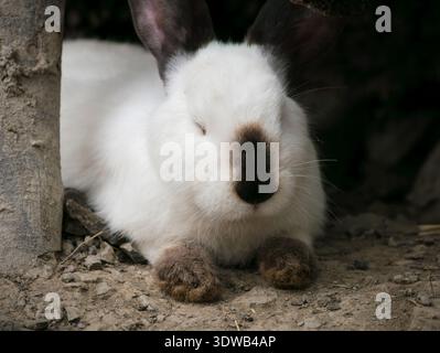 White rabbit with black ears and nose quietly resting beside a weathered log close to its burrow in nature Stock Photo