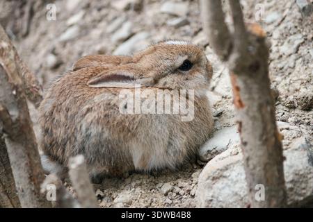 A gray and reddish rabbit sits low to the ground with its ears down, blending into the earth around it Stock Photo