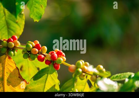 Close up harvest red ripe coffee seed robusta arabica berry harvesting coffee farm. Harvest coffee bean ripe Red berries plant fresh seed coffee tree Stock Photo