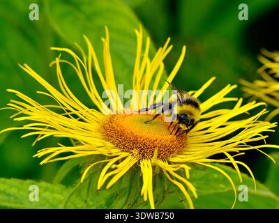 A shaggy bumblebee pollinating a vibrant yellow elecampane flower. Selective focus Stock Photo