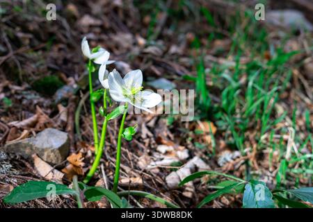 Delicate hellebore flower (Helleborus niger) blooming on forest floor among dry leaves and fresh grass. Early spring wild plant in natural habitat Stock Photo
