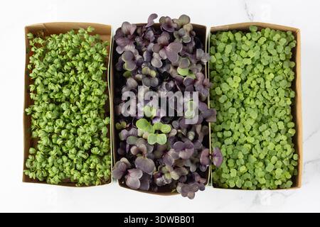 Watercress cress salad, radish and arugula sprouts, microgreens, small green leaves and stems in paper box on white marble background. Sprouted  micro Stock Photo