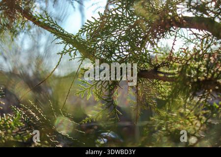 Thuja branches background. Green coniferous branches close-up. Thuja hedge texture. Natural green background. Stock Photo