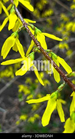 Yellow forsythia flowers on a tree in spring. Stock Photo