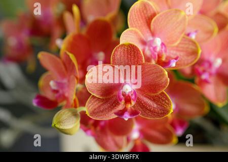 Blooming hot orange medium-sized orchid flower closeup. Home and garden flowers Stock Photo