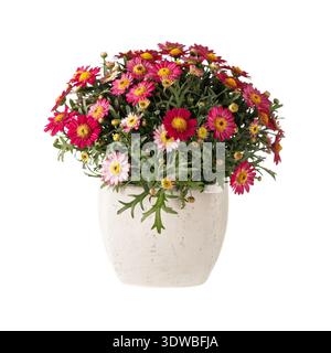 Blooming multi-colored daisy chrysanthemums (Argyranthemum frutescens) in the ceramic pot isolated on white background Stock Photo